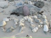 Фотография Пролет Ольги