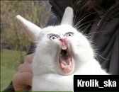 Фотография Королёва Максима