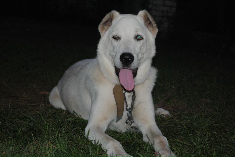 Олег Макеев фотография #31