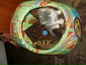 Ірчик Шкірчик фотография #34 (источник - https://vk.com/id20499234)