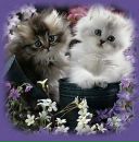 Альона Гейко фотография #29 (источник - https://vk.com/id62390683)