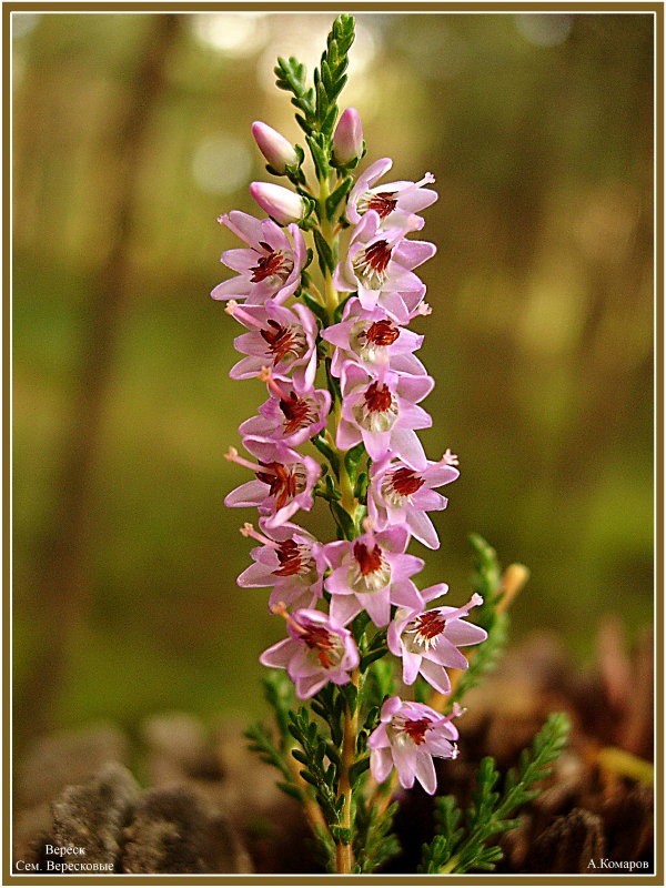 Дмитрий Осадчий фотография #16