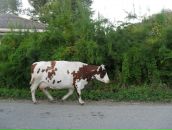 Фотография Григорьева Виктора