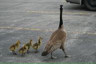 Улад Гардзіевіч фотография #8 (источник - https://vk.com/id2747802)