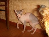 Фотография Петрова Романа