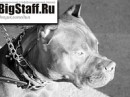 Tayson Pitbul=jermani фотография #23 (источник - https://vk.com/id70604395)