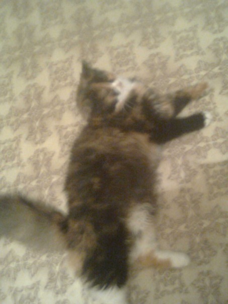 Маськ@ Баева фото №1