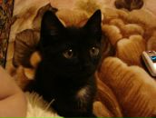 Фотография Дерманчук Тонечки