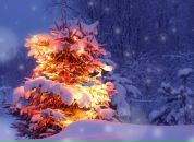 Фотография Шарифьяновой Ларисы