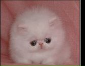 Фотография Кочегаровой Ольги