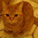 Фотография Петербургского Даниила