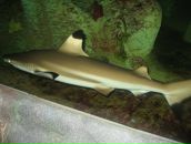 Юрій Боб'як фотография #43 (источник - https://vk.com/id98623996)