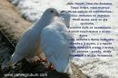 Діана Мужанова фотография #39 (источник - https://vk.com/id145277881)