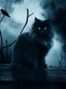 Славік Кравець фотография #37 (источник - https://vk.com/id153849077)