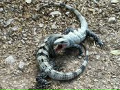 Ka Tya фотография #23 (источник - https://vk.com/id761063)