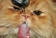 Алена ... фотография #40 (источник - https://vk.com/id60661452)