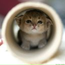 Анна Карпінська фотография #21 (источник - https://vk.com/id125587324)