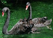 Вікторія Вишинська фотография #40 (источник - https://vk.com/id140407824)