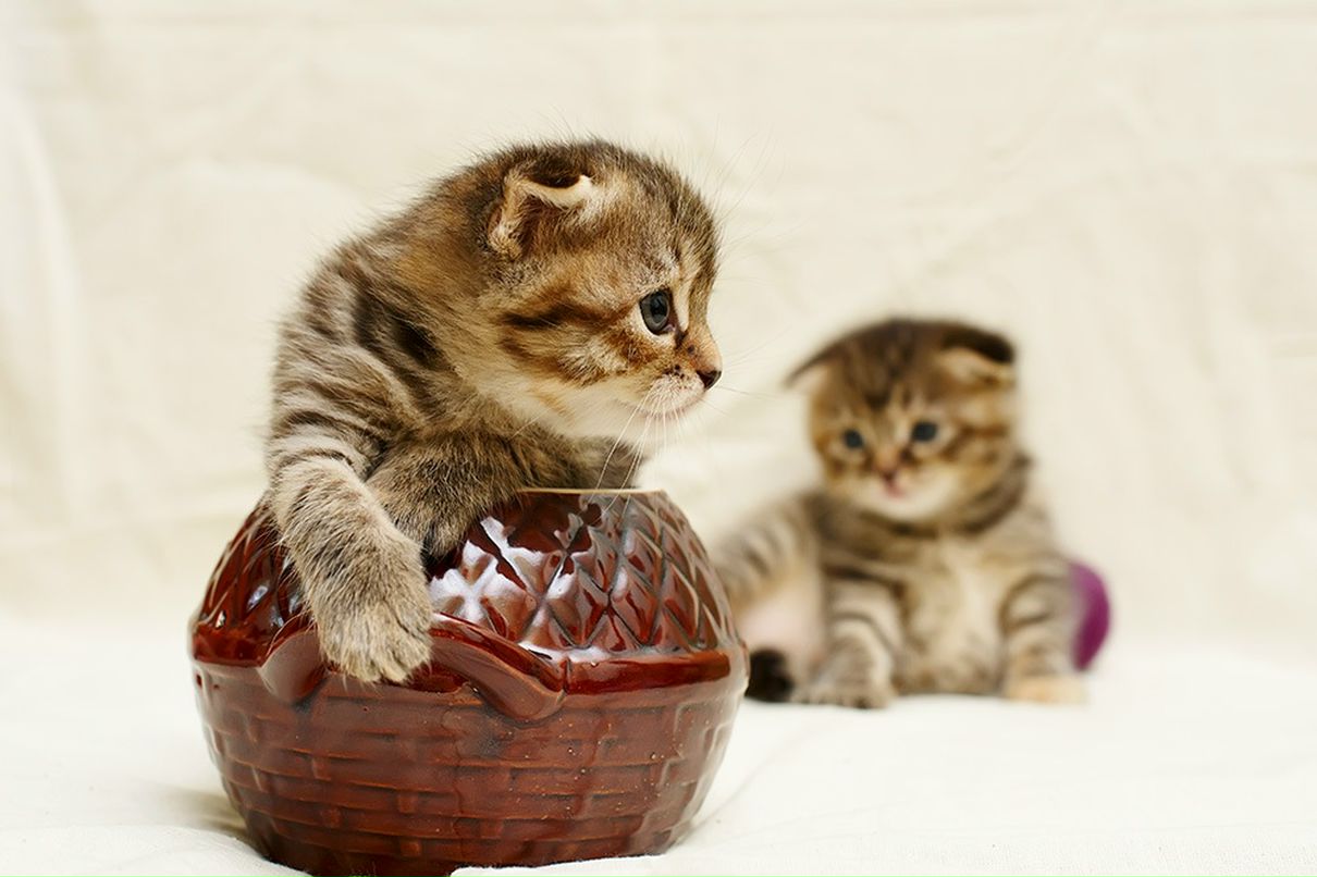 Дмитрий Пафик фотография #31