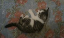 Алексей Папков фотография #37 (источник - https://vk.com/id3376131)