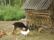 Ігор Кобилинець фотография #17 (источник - https://vk.com/id58382929)