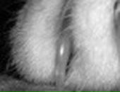 Іванка Золота фотография #28 (источник - https://vk.com/id139708248)