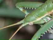 Фотография Кардаша Игоря