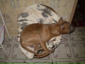 Фотография Волкова Дмитрия