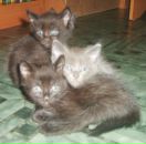 Фотография Зенкова Макса