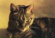 Фотография Громовой Екатерины