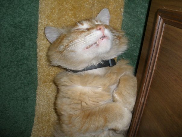 Red Kat фото №3