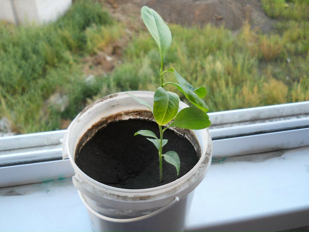 Alexander Tyulpa фотография #22