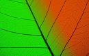 Искандер Plet фотография #7 (источник - https://vk.com/id23132360)