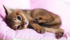 Фотография Аль-Хаулани Диляры