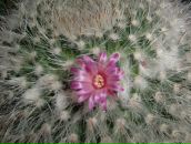 Фотография Кривошеиной Натальи