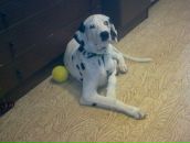 Антон Котов фотография #31 (источник - https://vk.com/id288997)