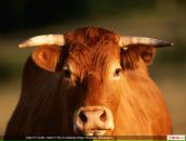 Фотография Буйного Васи