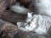 Фотография Манило Алены