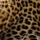 Aleksei N фотография #19 (источник - https://vk.com/id153556975)