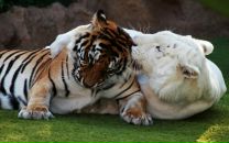 Фотография Магрифатуллиной Альбины