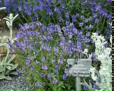 Фотография Тимохиной Вероники