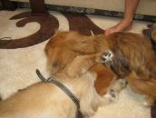 Софія Козловська фотография #23 (источник - https://vk.com/id31239202)