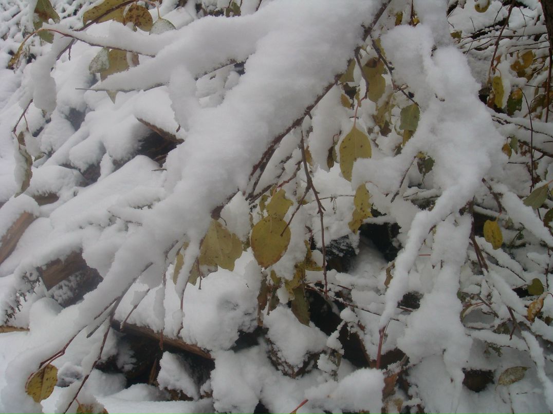 Нелли Иванова фотография #13