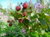 Фотография Кузиной Екатерины