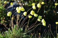 Nick N фотография #41 (источник - https://vk.com/id16209708)