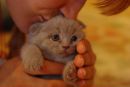Іванка Коровинська фотография #38 (источник - https://vk.com/id145871656)