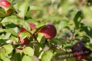 Фотография Забировой Резеды