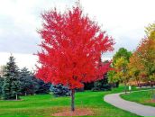 Фотография Шаца Лёши