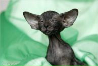 Фотография Vakulenko Lyubov