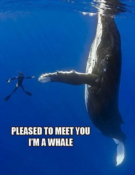 Feo Feo фото №15